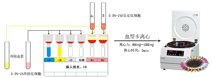 血型卡檢測(cè)圖.jpg