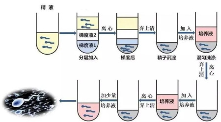 密度梯度離心法(1).jpg