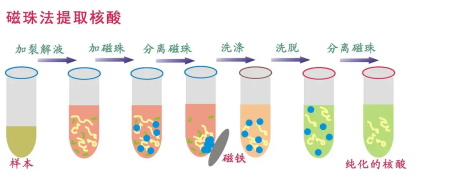 磁珠分選法(2).jpg